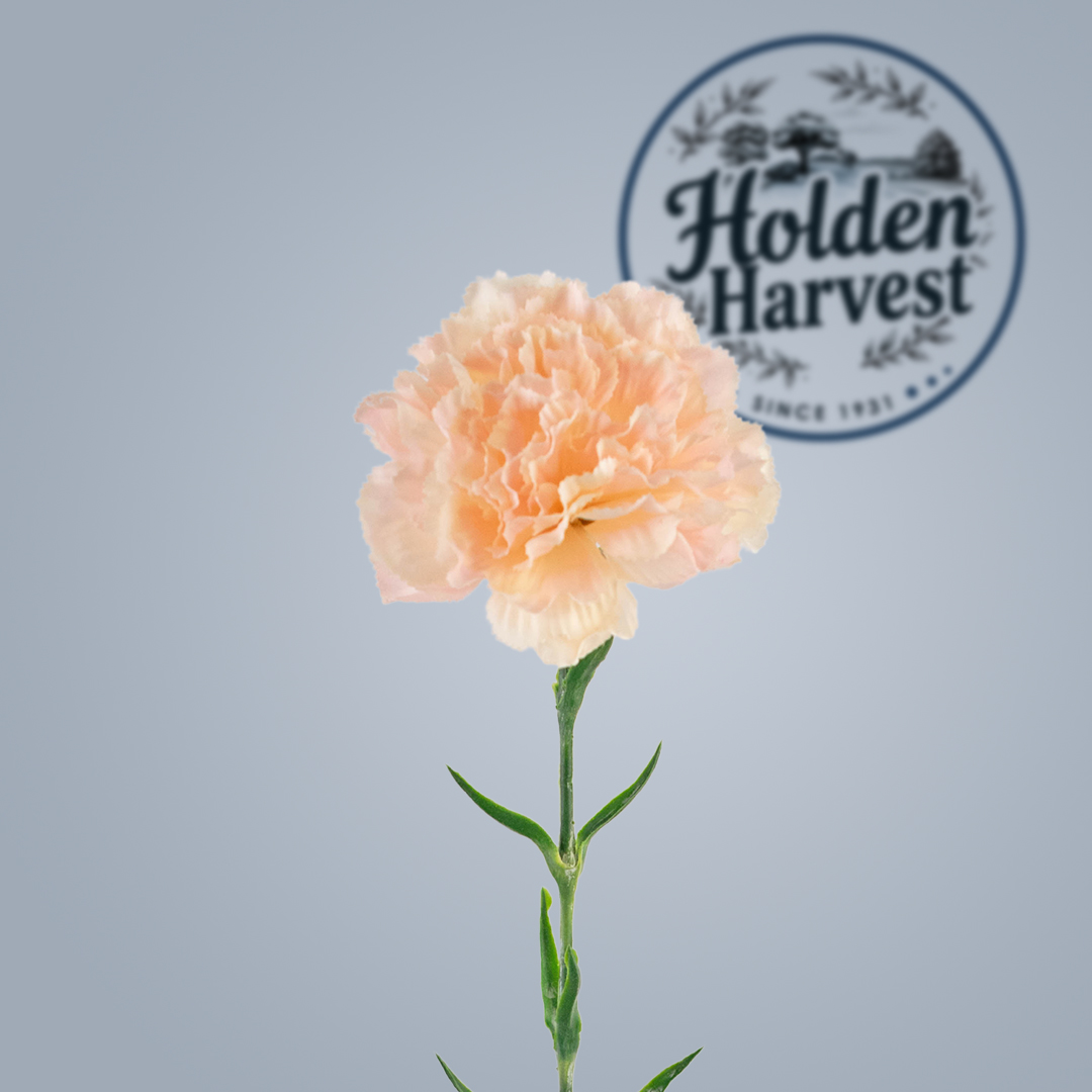carnations-peach
